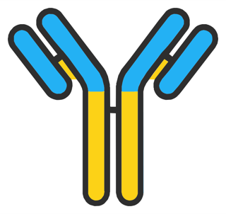 Drawing: antibody